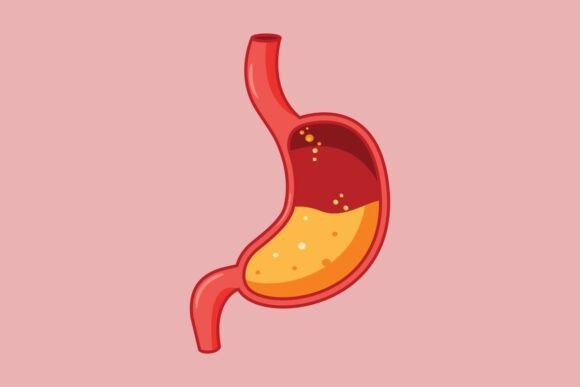 Human Stomach Anatomy Digestive Fluids Graphics